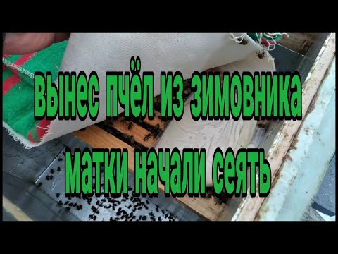 пчеломатки начали сеять вынес пчёл из зимовника