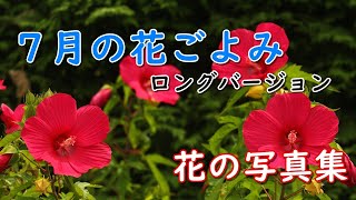 「花の写真集」７月の花ごよみ（ロングバージョン）、夏の花ごよみ、ハス、ひまわり、詩季彩の花、季節の花ごよみ