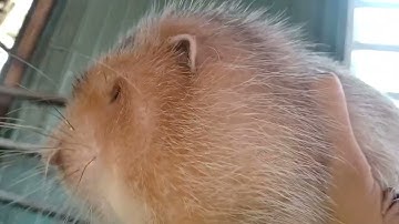 chia sẻ kinh nghiệm chọn dúi giống cho bà con mới tập chăn nuôi dúi