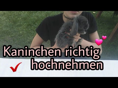 Video: Wie Man Kaninchen Davon Abhält, Dinge Zu Kauen