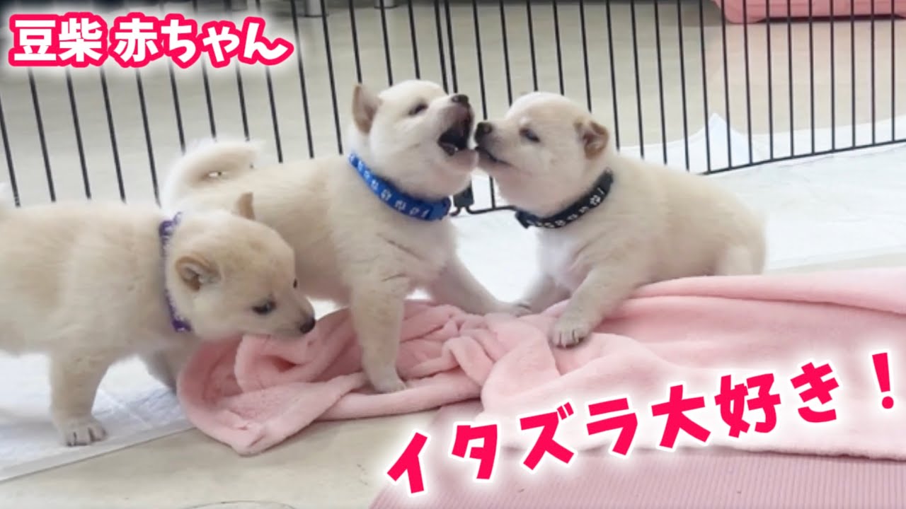 【豆柴犬】しろくま４兄妹による超癒しの空間！【子犬と癒し】まめしば亭ブログvlog
