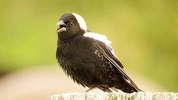 The Disappearing Song of the Bobolink
