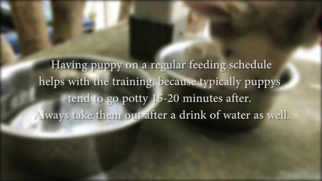 How To Potty Train Puppy ft. Xeno the Husky YouTube