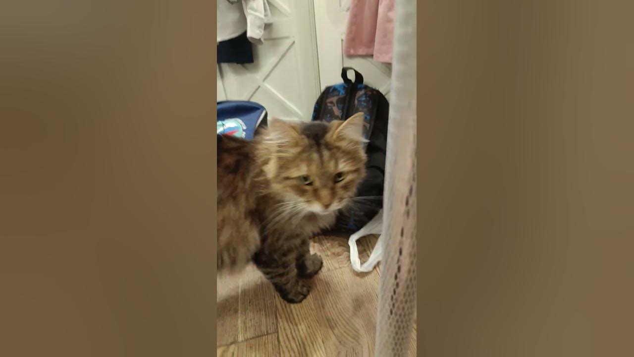 #котик кооооооот - YouTube