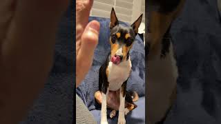 Basenji Gives High Five