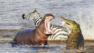 Angry Hippo Attack Crocodile Save Zebra Horse | Hippo vs Crocodile |  Aniamals Save Another Animals - YouTube
