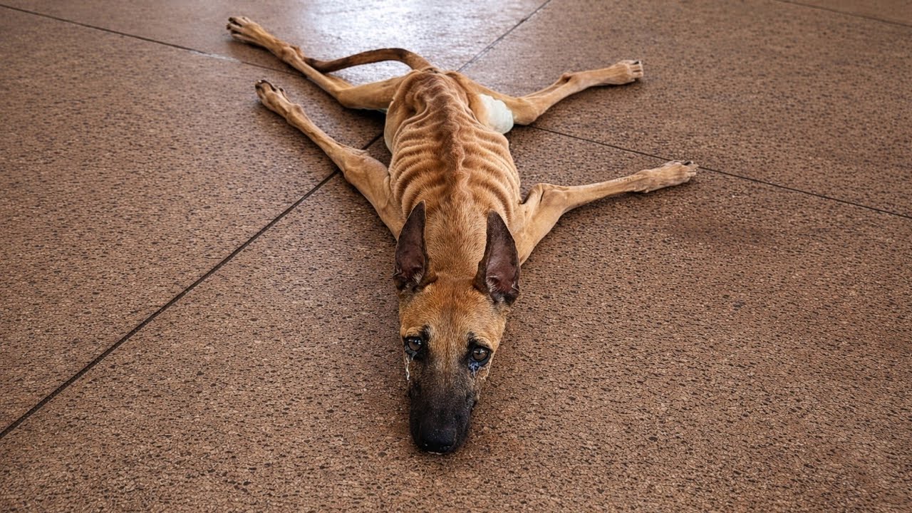 Labeled “Useless” for Years… Tears Fell the Moment He Walked Again