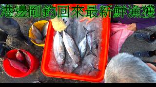 收集很久港邊現釣回來最新鮮漁獲 最東邊八斗子一路拍到最西邊三芝 由很多拍攝片段組合專輯 你問我哪裡拍得我也記不清了