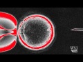 Cloning Breakthroughs and Controversies in Modern Science