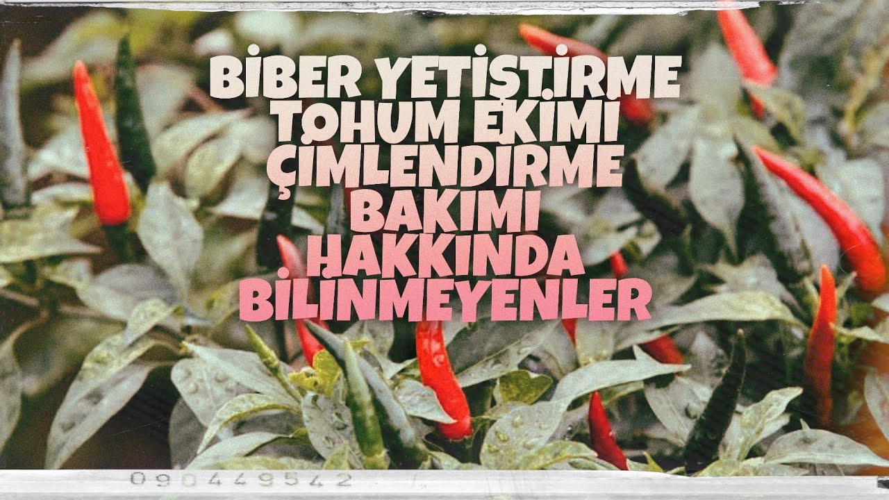 BİBER NASIL EKİLİR NE ZAMAN EKİLİR TOHUM EKİMİ ÇİMLENDİRME ...