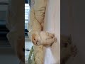 so cute #cat #cute #fyp #foryoupage #beranda