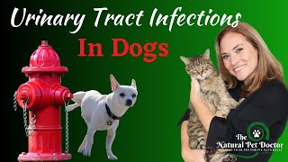 Dog UTI Infection | Signs, Tests, And Natural Home Remedies For Dog Bladder Infections