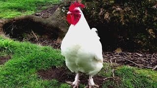 Rhode Island White Rooster Crowing In The Morning !