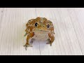 ライブ配信見にきてくれてありがとうございました！