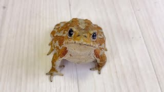 ありがとうございました！
