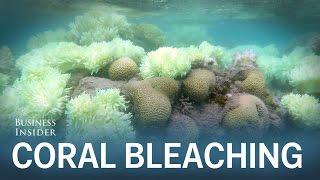 'We are currently experiencing the longest global coral bleaching event ever observed'