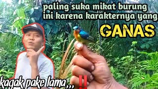 burung Kolibri Wulung emosi mendengar MP3 ini