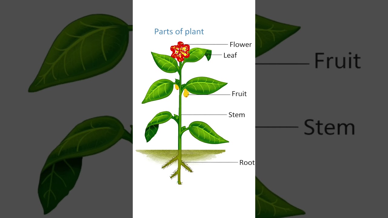 Parts of a Plant | Basic Science for Kids