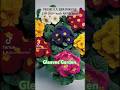 Primula Plant at Gleaves Garden 9841322147 #gardening #garden #plants #kathmandu #plantshop