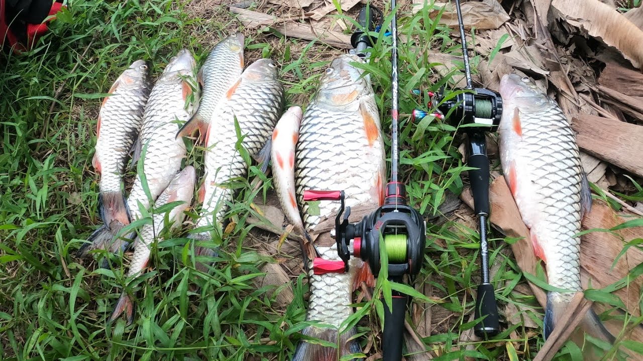 Casting Ikan Hampala di 2020