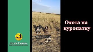 Охота на куропатку с русским охотничьим спаниелем