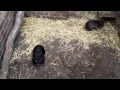 Sharing Guy playing with baby wombats (video) Love
