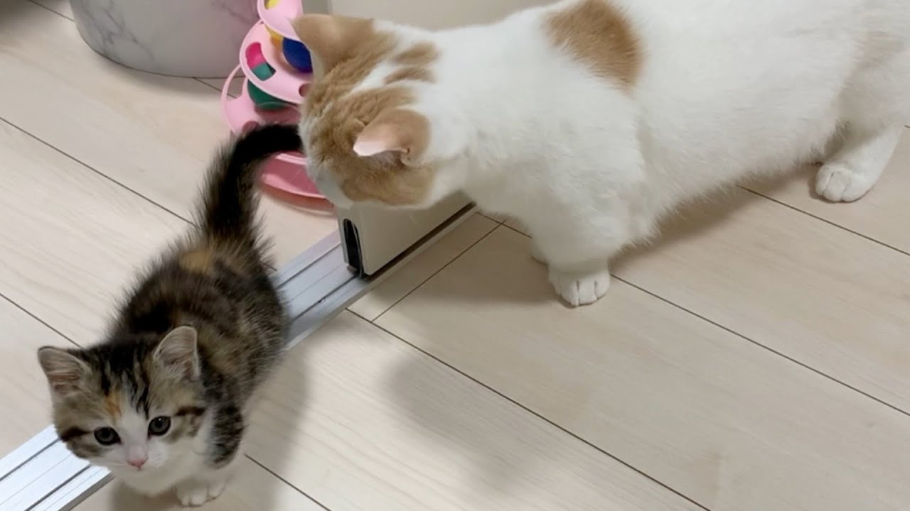 おしりのニオイが気になる よちよち歩きで逃げる子猫を追いかけまくる先住猫 ねこのきもちweb Magazine