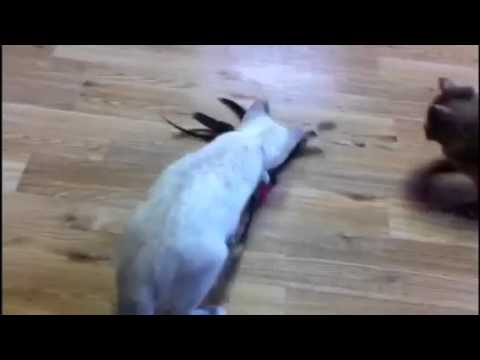 flower mound pharmacy cat video: Coco
