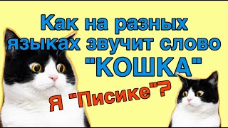 Как На Разных Языках Звучит Слово Кошка