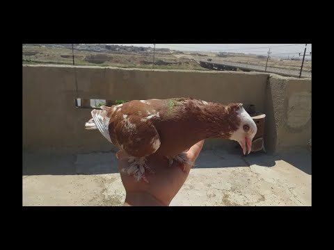 اشلون تسوي طير اليف ومعلومات عن طيور