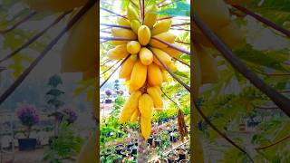 చూస్తే ముచ్చటేస్తుంది! 🤩🍋 Golden Papaya Plant Full of Fruits! Unbelievable Nature’s Gift!