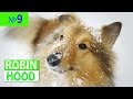 ПРИКОЛЫ 2017 с животными. Смешные Коты, Собаки, Попугаи // Funny Dogs Cats Compilation. Январь №9