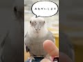 なでられたいふたり #shorts