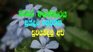 hau to mak falawas hom ,  apagadara mal watta malwala lassana screenshot 4