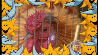 Hi-5 Season 3 Episode 13