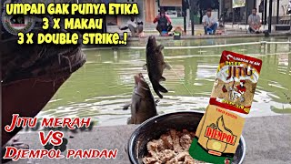 DASAR UMPAN GAK PUNYA ETIKA‼️3X MakaU 3X Double strike Umpan jitu djempol pandan mancing ikan mas