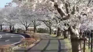 Alumni SMK PP 1 TEGALAMPEL BONDOWOSO yang keja di JEPANG screenshot 2