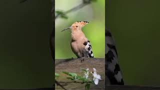#calmvoice #travel #relaxation #motivation #quietmind #birdsounds #jungle