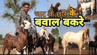 झुंझुनू के किसान के 60 से 80kg kurbani bakre | surya goat farming rajasthan | eid goat | pkraj vlogs