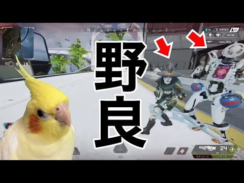 【実況】APEXで野良と喧嘩するオカメインコ【ウーペックス】