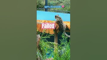 The video shows that Ling Xiaozhe’s limbs still need to recover and build up strength#snowleopard