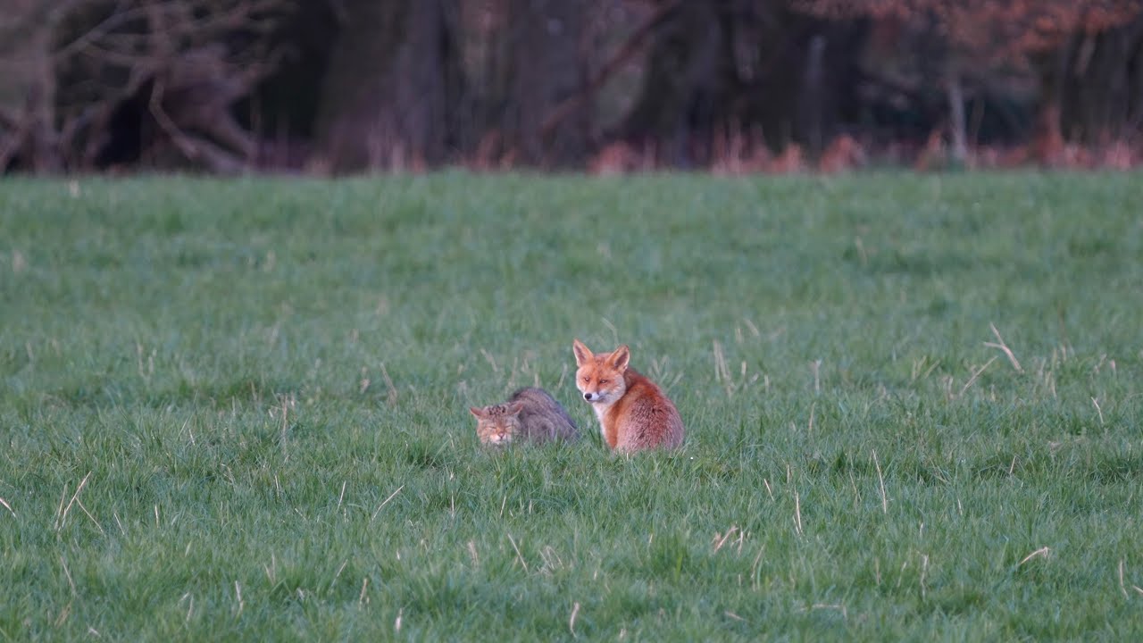 European Wildcat vs Red Fox April 2025