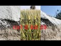 खाद को गलने से केसे बचाए | How to save manure to melt | Nimadkikheti #jugad