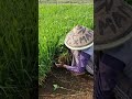 Harvest rice seeds with smart techniques without using tools-Agriculture farming #shorts
