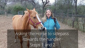 Asking the horse to sidepass towards the handler Steps 1 and 2