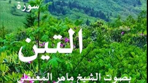 سورة التين بصوت الشيخ / ماهر المعيقلي 95