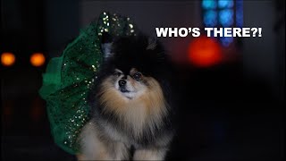 HALLOWEEN | Pomeranian Is Haunted by A Presence On Halloween