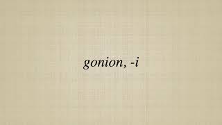 Gonion, I