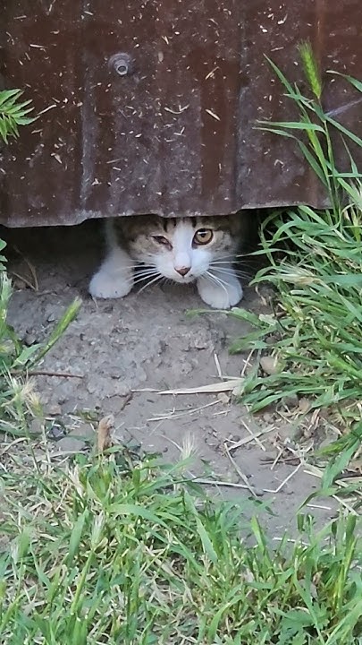 МАЛЕНЬКИЙ КОТИК 😿🙏 ️#cat #котик - YouTube