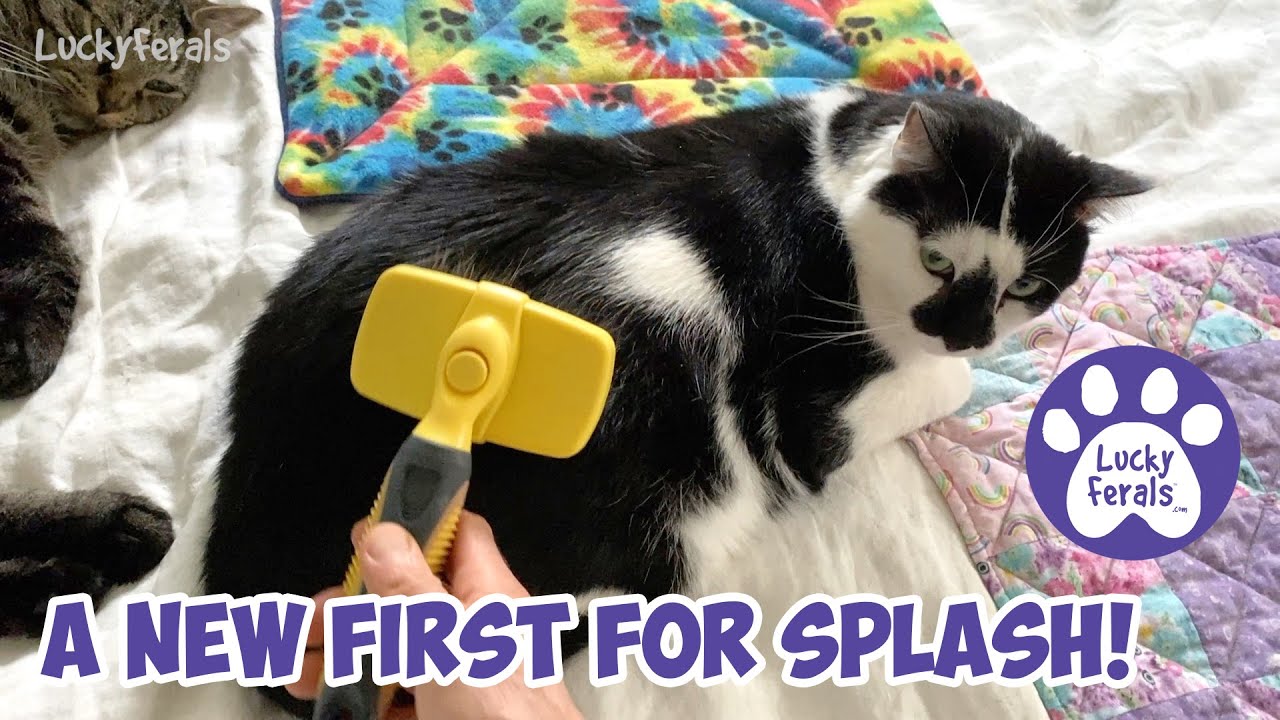 A New First For Splash Nervous Cat Behavior Anxiety S5 Photo Inspiration